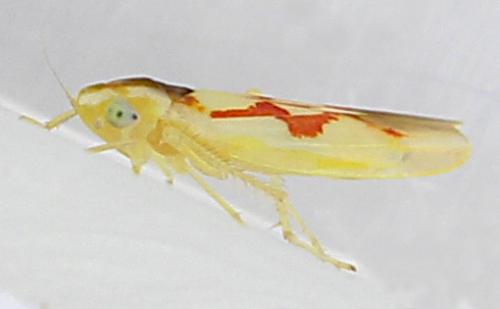 Zygina flammigera